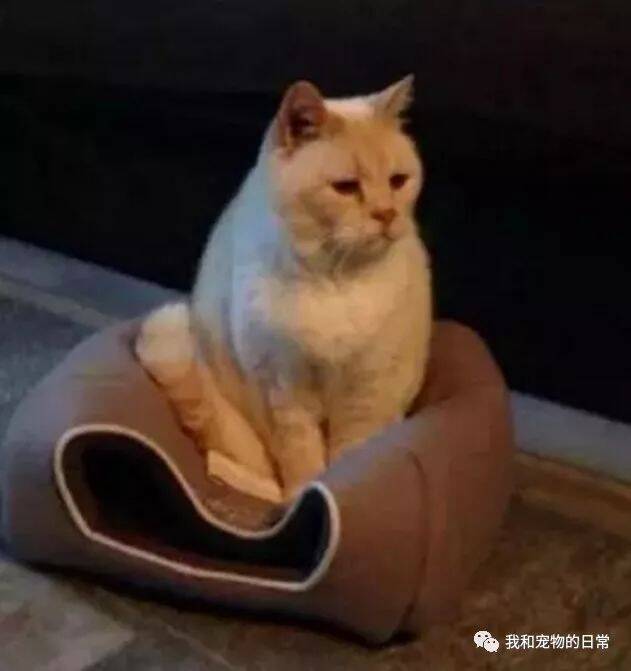 橘猫一屁股坐在黑猫的猫窝上，整个猫窝都塌了，橘猫：得不到的就要毁掉…