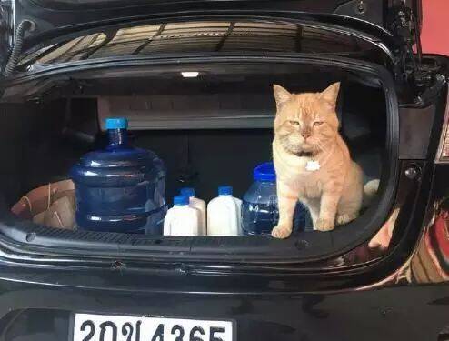 猫咪偷偷跳进汽车后备箱，想要去旅行，被发现后满脸尴尬！