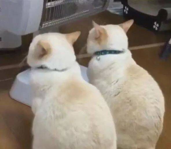 两只猫咪天天坐这儿不动，毛越来越黄，全是取暖器惹的祸！