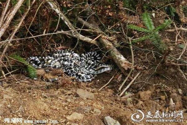 新化县林业局查获并放生一批野生动物，保护动物人人有责！