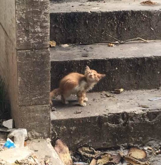 橘丨网友收养了一只流浪猫，一年后就后悔了…