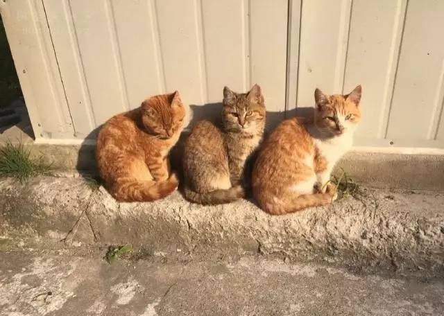 花猫遇上三只排队晒太阳的喵，结果没忍住也加入它们了