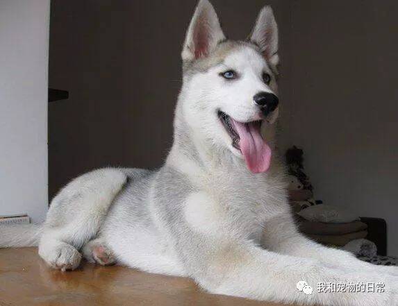 哈士奇意外怀孕竟生了一窝小金毛，当小奶狗睁开眼睛就知道是亲生的了！