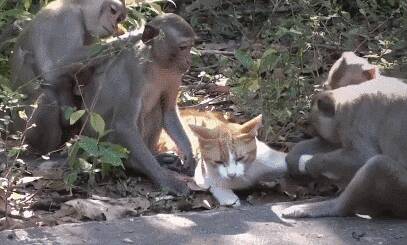 橘猫落入4只猴子手里，被撸到万念俱灰