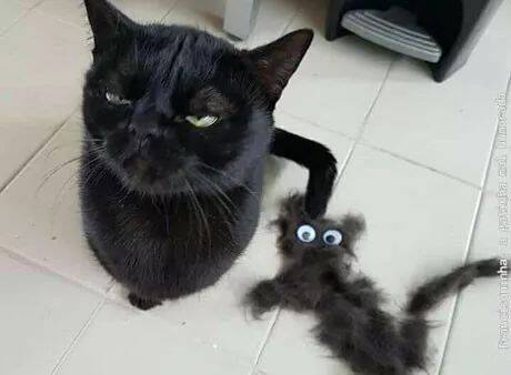 主人用黑猫的毛毛，捏了个模型，猫咪不爽的样子说明了一切