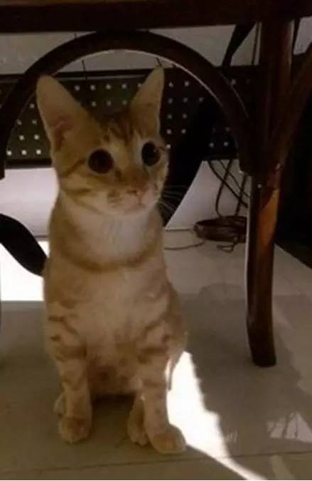 家里的猫睡大床习惯了，突然给她买了个小床，她竟然...