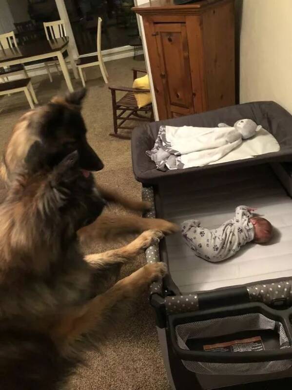 两狗子看着刚出生的小主人：为啥长得不像咱？