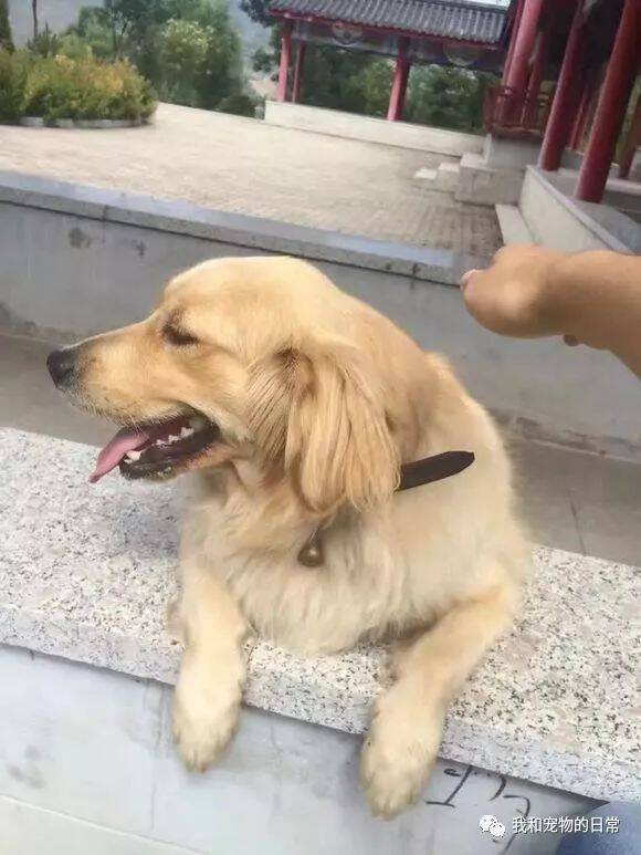 金毛走失后被拾荒老奶奶收养，等主人找到时却没有带它回家！