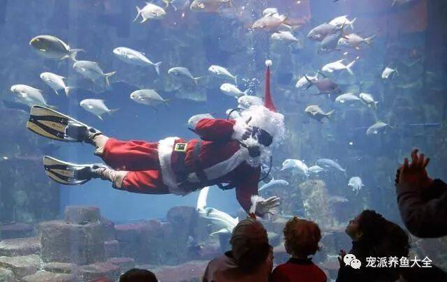 巴黎水族馆“圣诞老人”与群鱼共游，引儿童围观！~