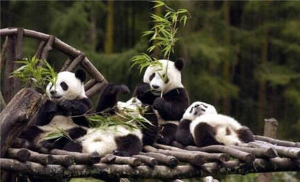 陕西景区3只野生大熊猫打群架 它们因何打架？