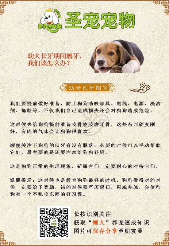 【荐读】幼犬长牙期间磨牙，我们该怎么办？