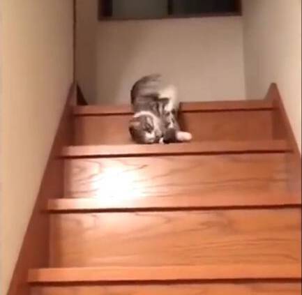 猫咪已到懒癌晚期，下楼梯全靠滚，你当自己是滚滚呢
