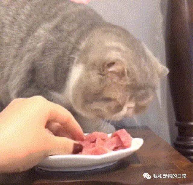加菲猫想要减肥，结果主人煮了它最喜欢吃的肉，瞬间让它破功！