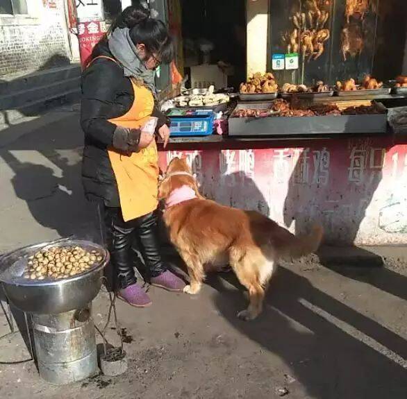 每次买菜金毛都去卤肉摊前，赖着不走蹭吃蹭喝，老板想哭