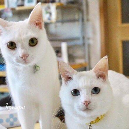 网友家两只白猫平时很美好，可一旦打架，那画面简直是....