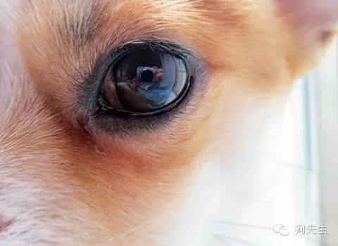 养狗能预防青光眼和近视眼