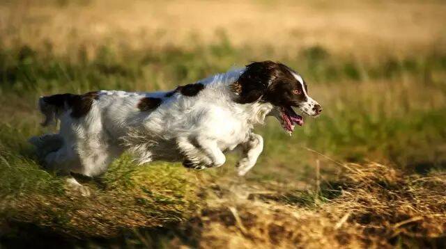 优雅的运动犬：英国斯宾格猎犬