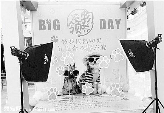 杭州“宠领馆”送出4000多只宠物 被投诉买卖猫狗