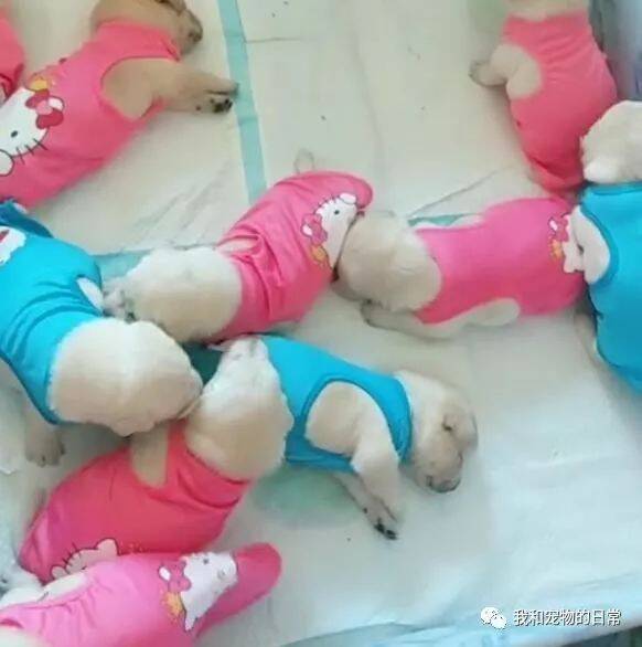 网友家的拉布拉多生下了12只小奶狗，睡觉的时候还有一只在站岗巡逻，真是萌出一脸血！