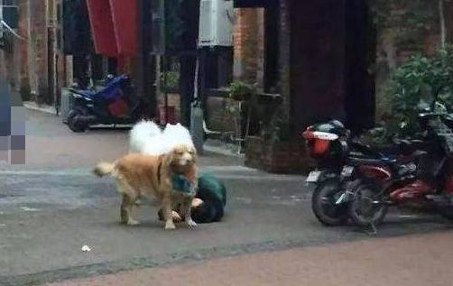 女子晕倒路边，金毛守护萨摩耶求救，这样的狗给我来一打