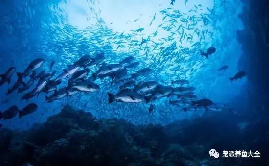 鱼就在水的包围中，怎么会口渴呢？海鱼和淡水鱼可完全不一样！