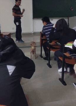 这只狗狗竟然进了大学课堂来蹭课，听课前还给老师行了个大礼！