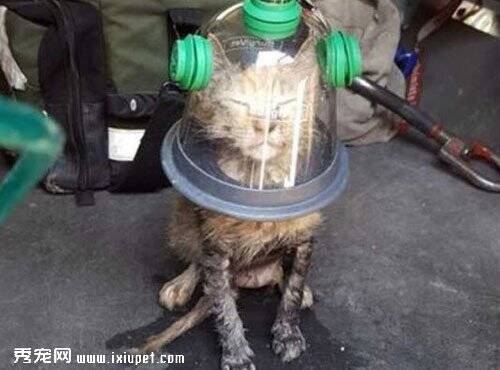 火场获救猫猫戴氧气罩 酷似来自太空的喵星人