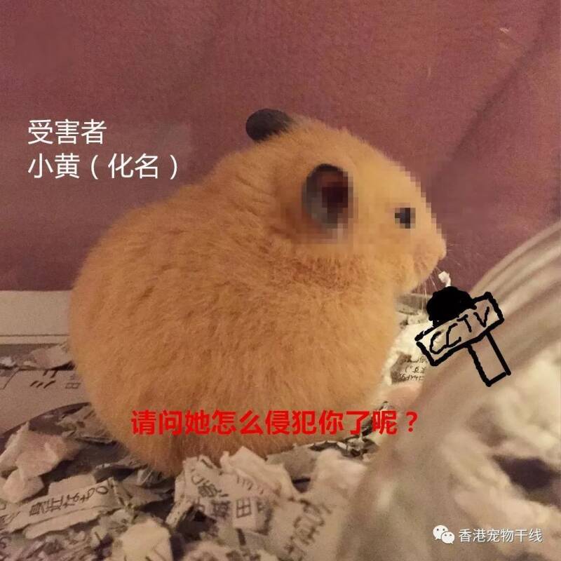 是什么让频繁受到摸屁骚扰的仓鼠，舍不得逃离？