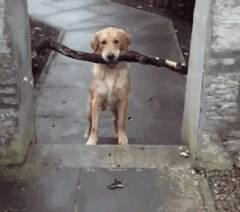 狗狗捡了一根大木棍回来，结果被卡住了，以为它会坚持，没想到....