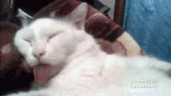 猫睡的太死了，重新激活它的方法是...