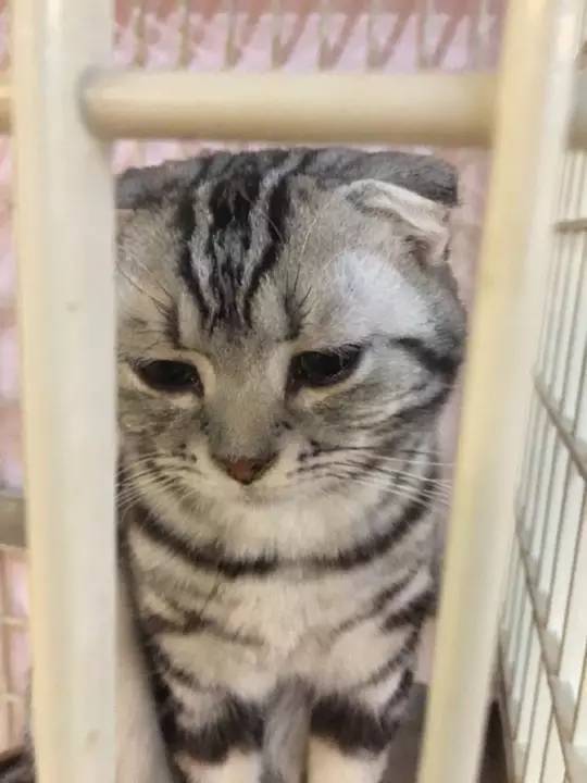 猫咪被关在笼子里满脸委屈，了解原因后，爆笑了哈哈哈....