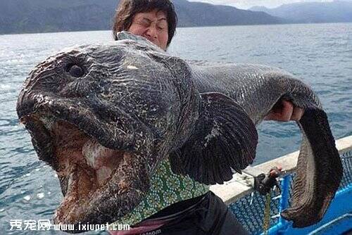 日本渔民捕获巨型狼鱼 面目狰狞似科幻电影里怪物【图】
