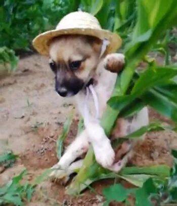 田园犬跟着主人在田地里玩，主人怕它晒着，于是给它戴上个小草帽后.....