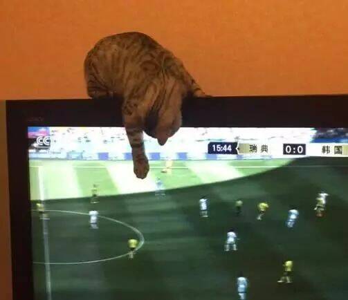 一只看世界杯的猫，因替球队着急，差点要把电视砸了！