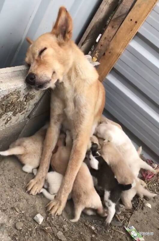 狗妈妈照顾小狗狗累瘫：发现有人马上惊醒保护它们