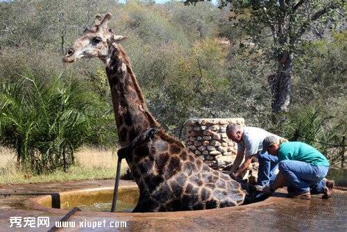 如何救掉进水坑907公斤的长颈鹿