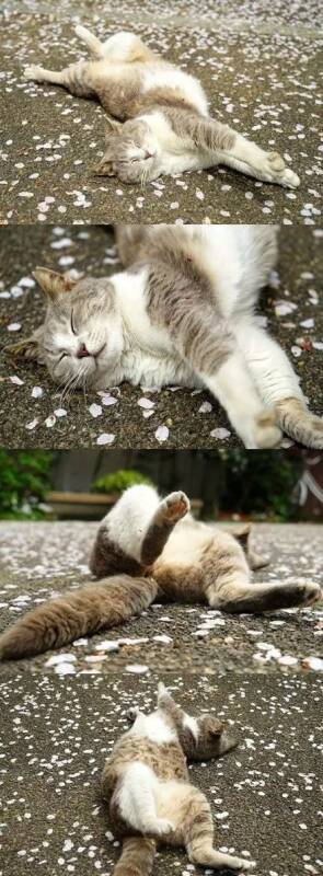 樱花地毯上的猫猫们，真是太美啦！