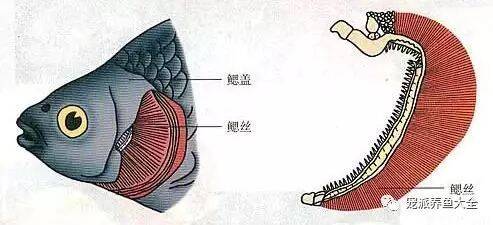 干货 | 养鱼先养水，治病先治鳃！八种观赏鱼鳃病了解下~