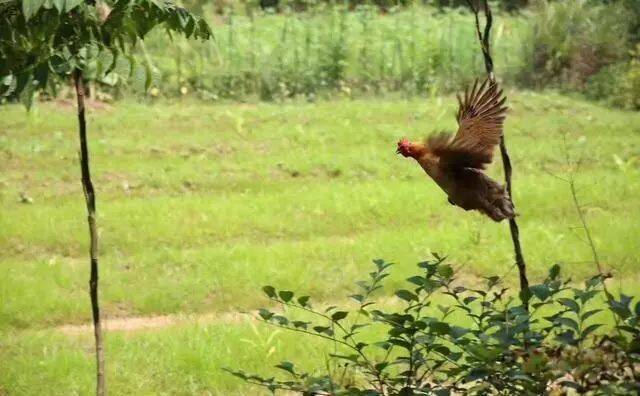 鸡从高空落下到底会不会摔死？有答案了