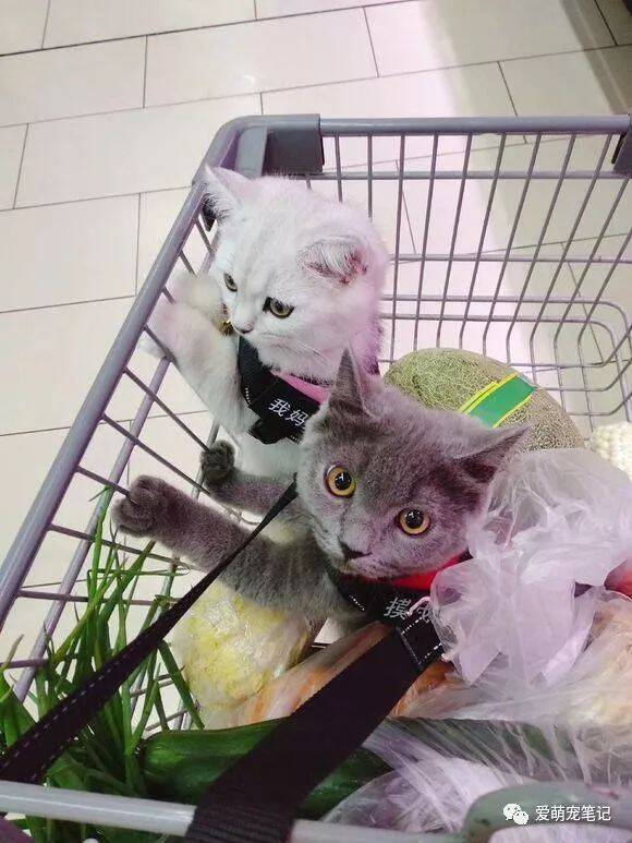 带两只猫咪第一次去超市，好像刘姥姥进大观园，这眼神真是太逗了