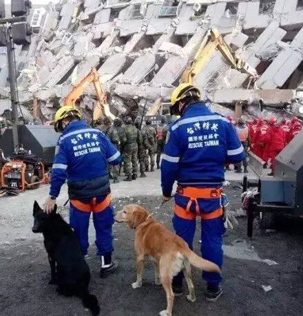 搜救犬用尽全力在地震重灾区救出7人，却在完成任务后闭上了眼....