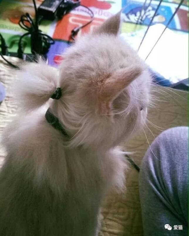网友家的猫后脑勺的毛太长了，就给它扎了起来，莫名有点帅...