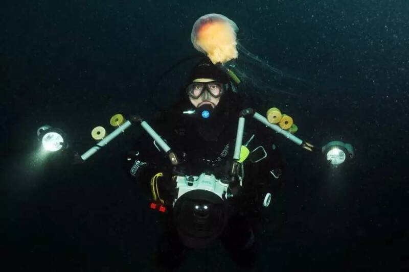 来自深海的奇异生物—— 魔幻师般的水母及其他海洋生物