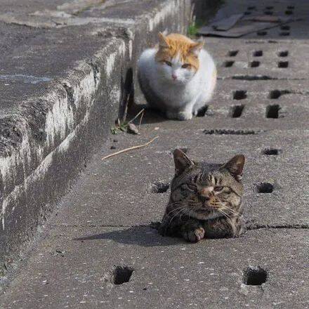 有只猫掉坑了，其他猫速来围观....