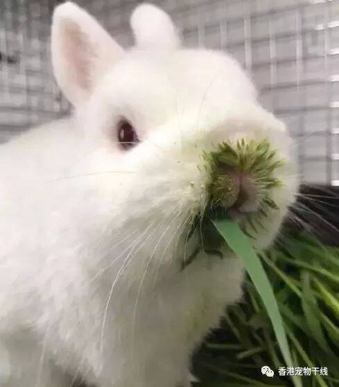 吃草对兔兔有那么多好处，你知道吗？