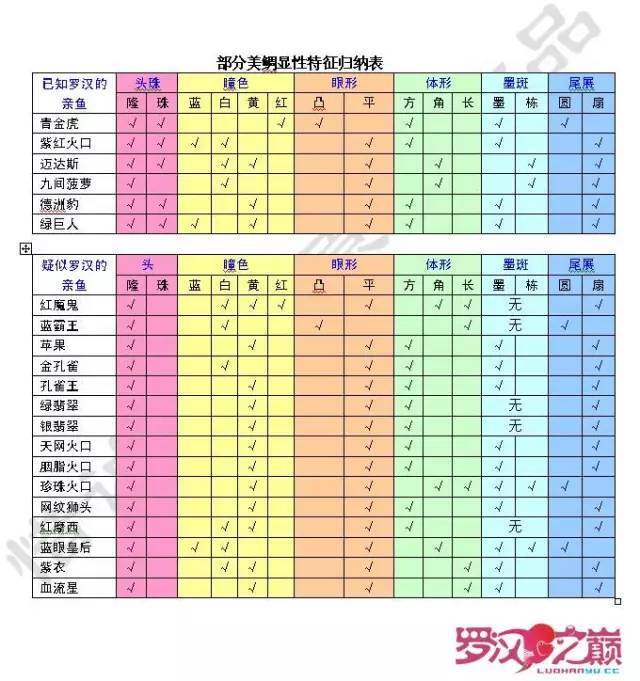 从美鲷视角解析罗汉鱼