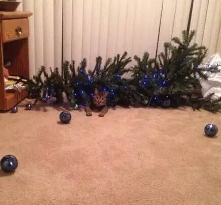 为了保护最后一颗圣诞树，网友不得不对猫....