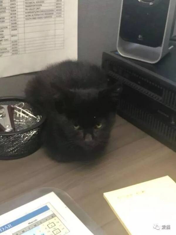 流浪小黑猫碰瓷警局想当警猫，但最终被拒，幸好...