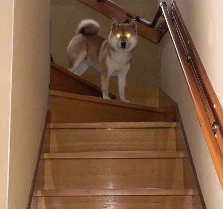 主人下班回来晚了，柴犬两眼放光在楼梯口等着，好吓人.....