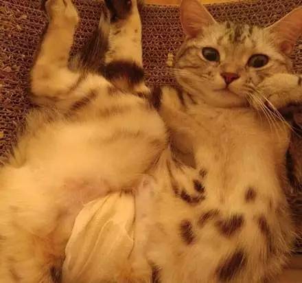 这才叫真正的猫步，风情万种啊！